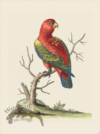 Edwards 172 Scarlet Lory